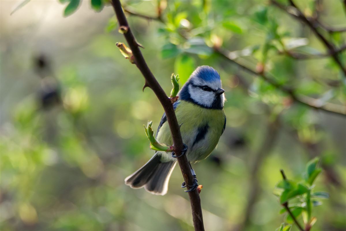 Eurasian Blue Tit