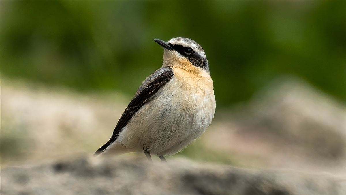 Northern Wheatear