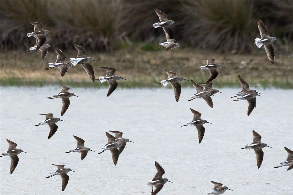 Marsh Sandpiper