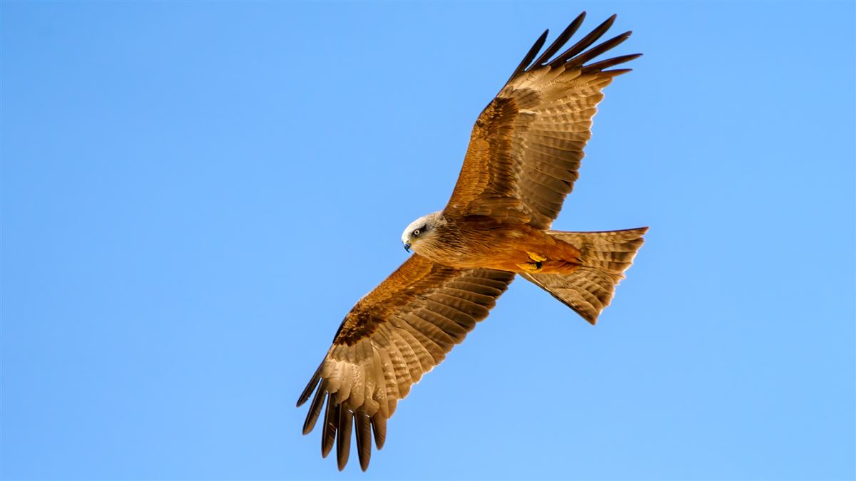 Black Kite