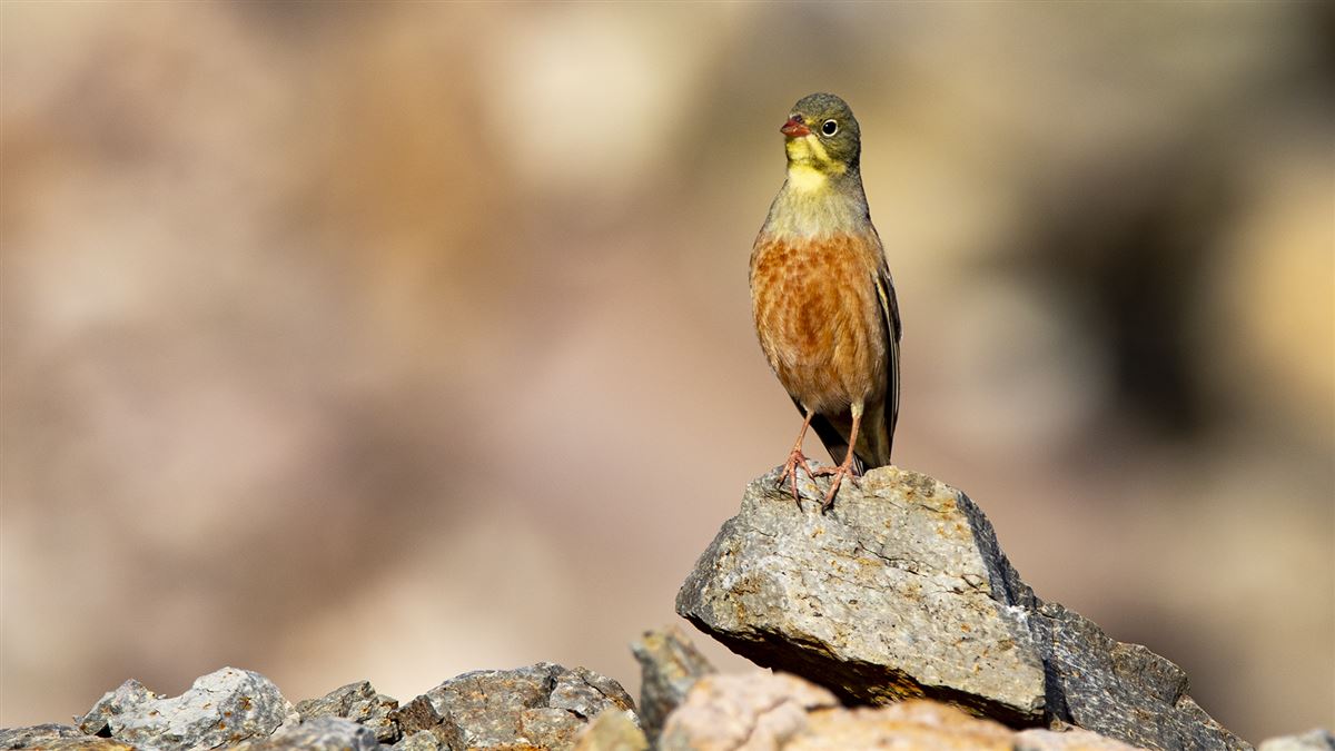 Ortolan Bunting