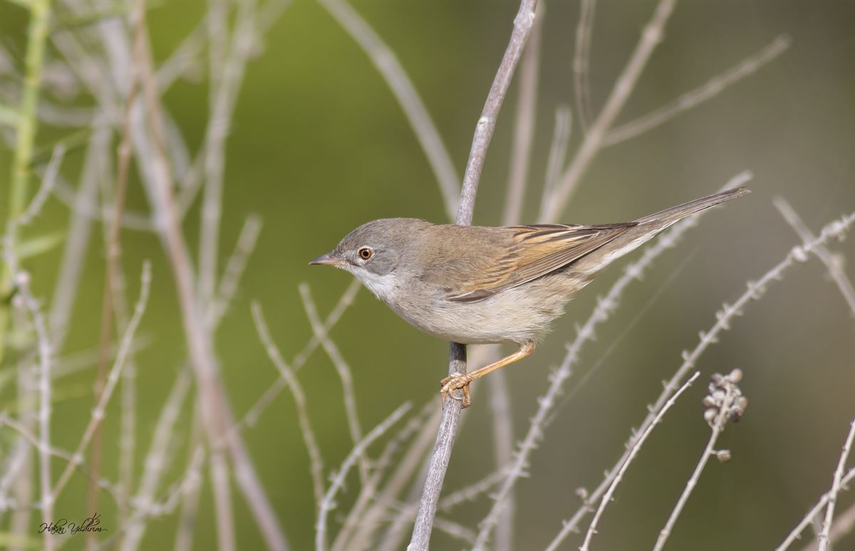 Common Whitethroat