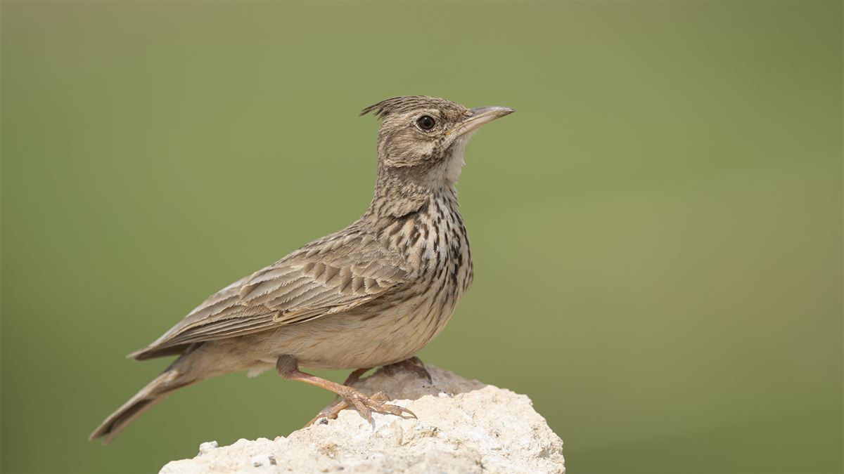 Crested Lark