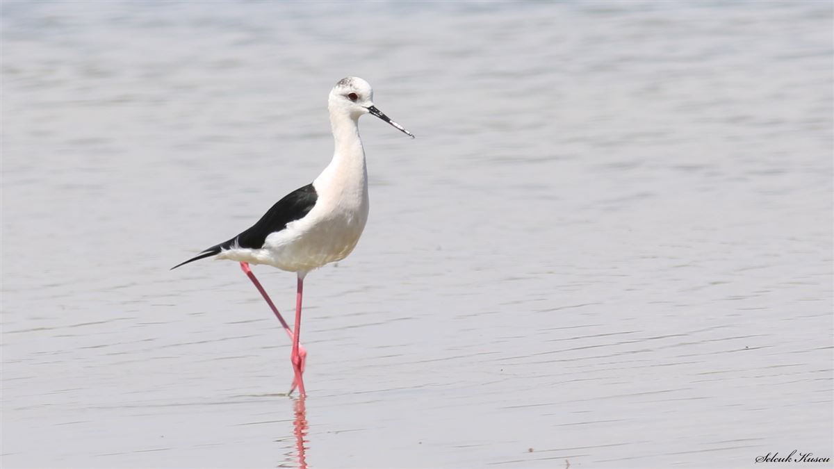 Black-winged Stilt