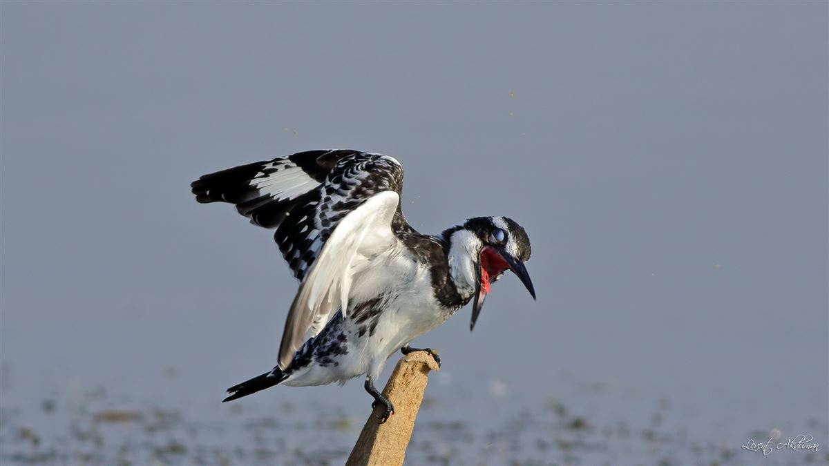 Pied Kingfisher