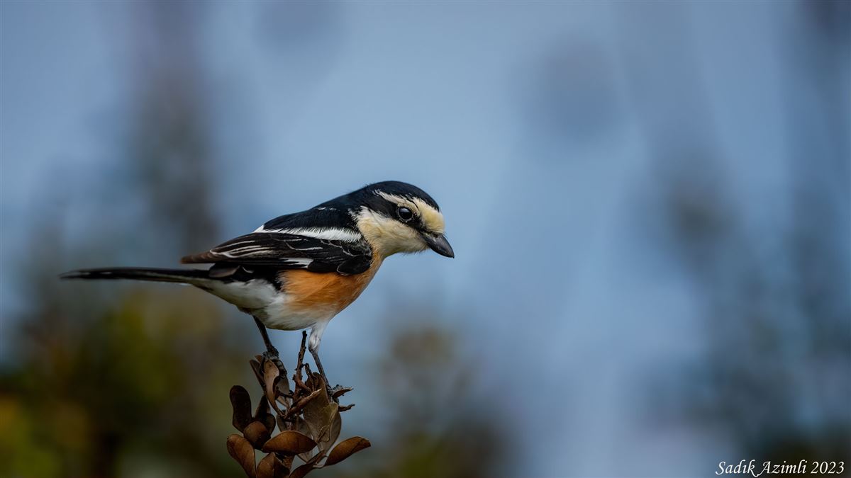 Masked Shrike