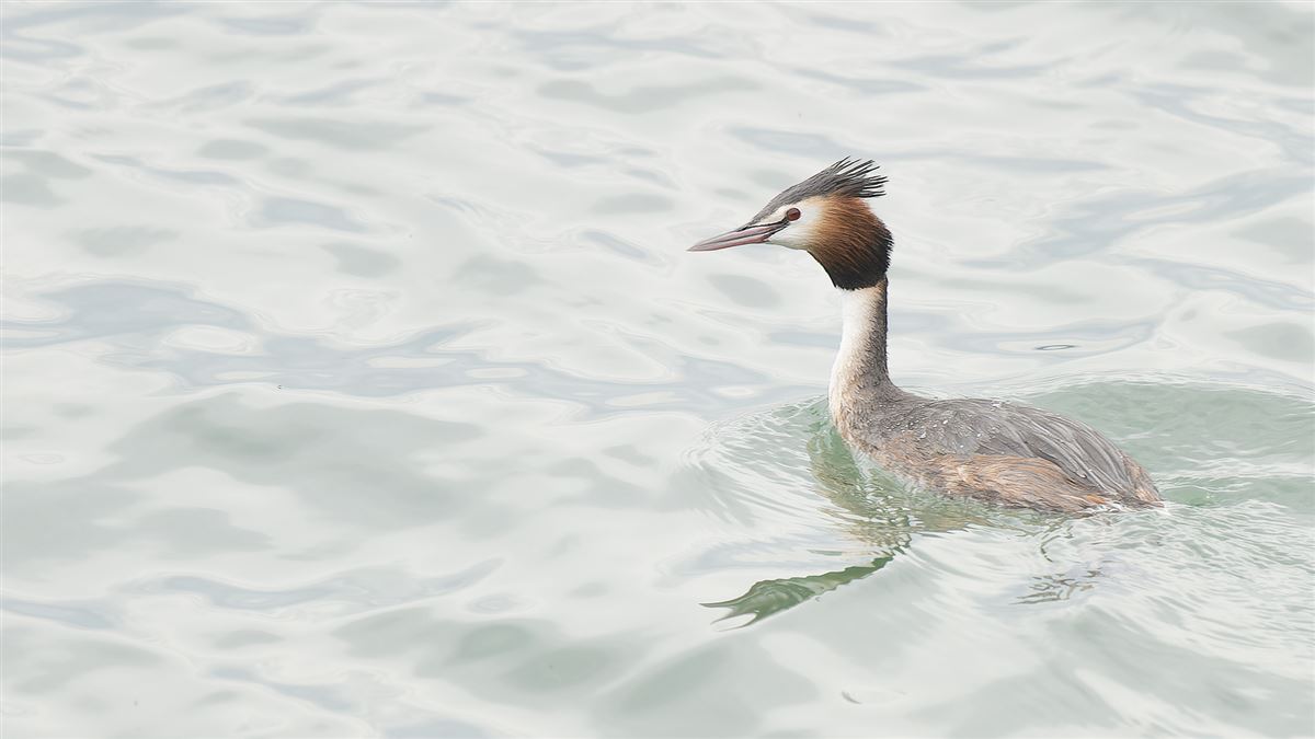 Great Crested Grebe