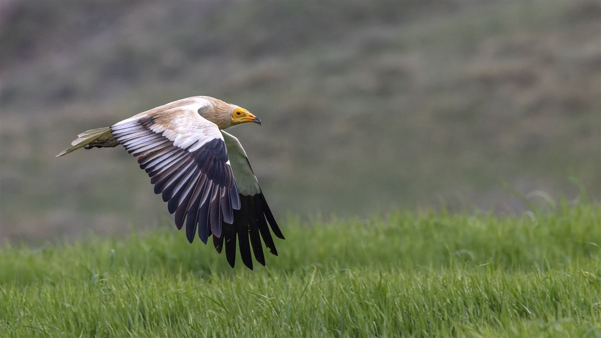 Egyptian Vulture