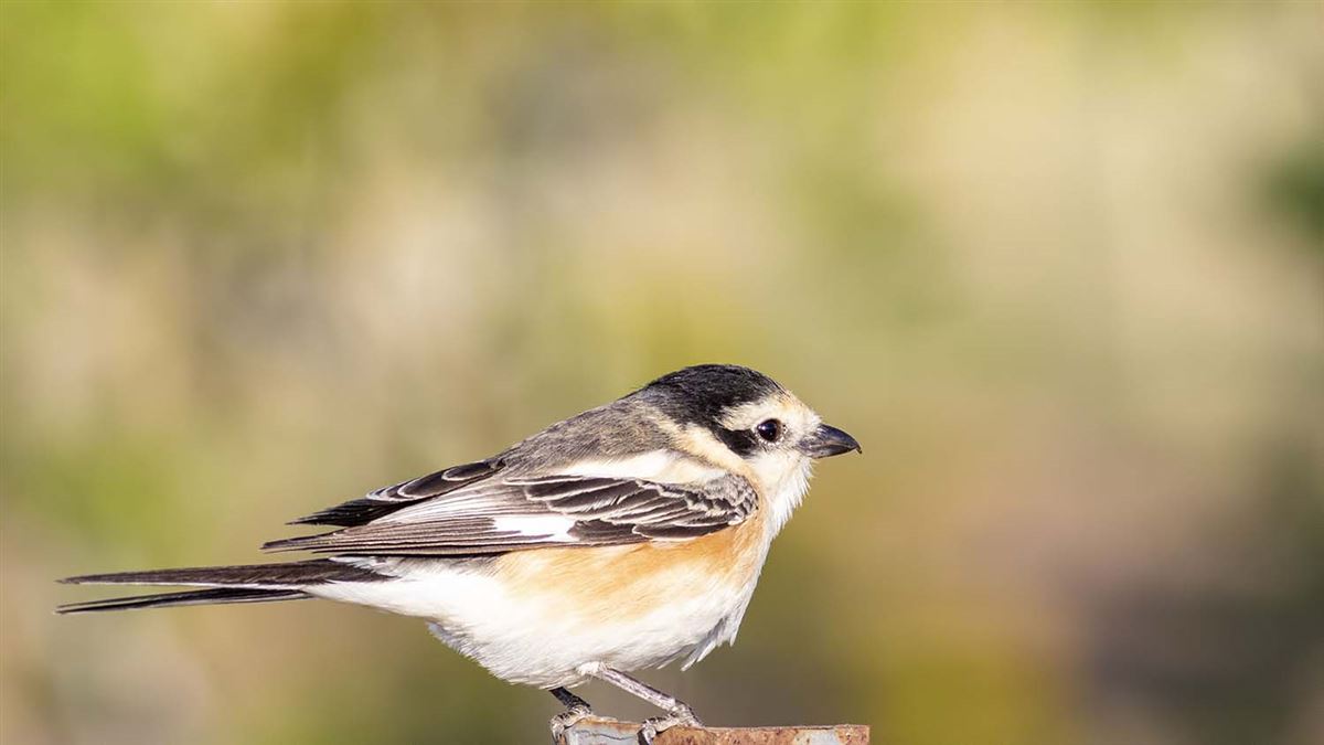 Masked Shrike
