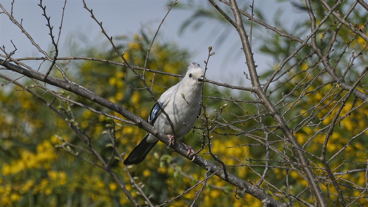 Eurasian Jay
