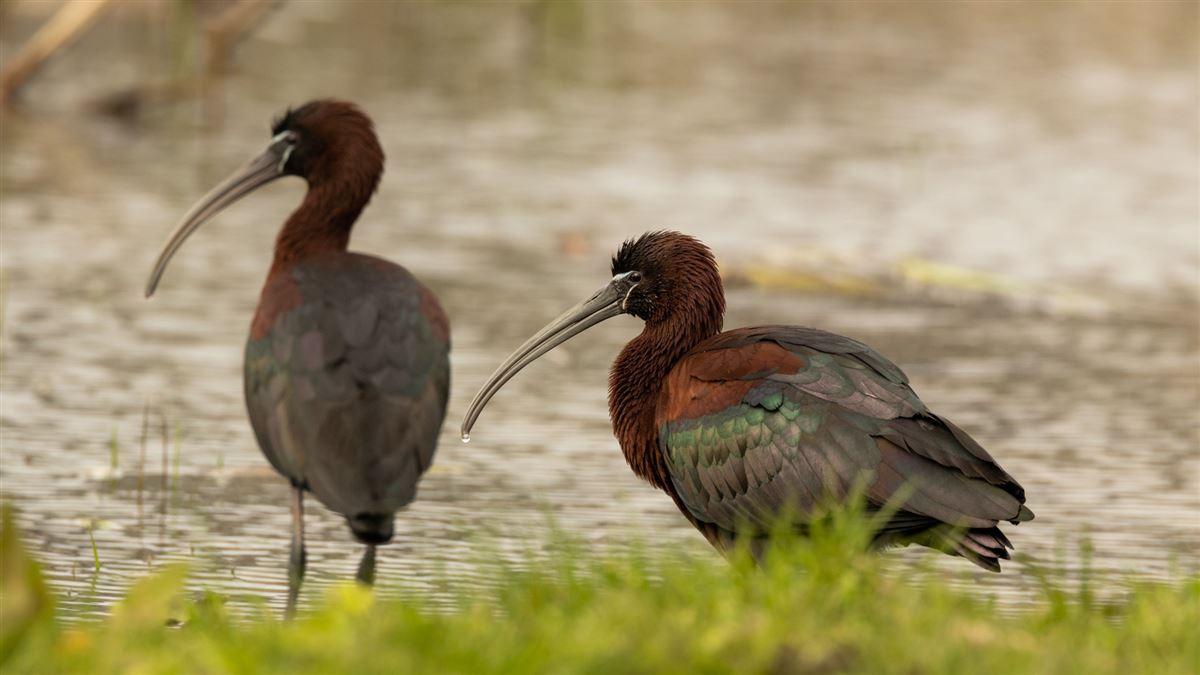 Glossy Ibis