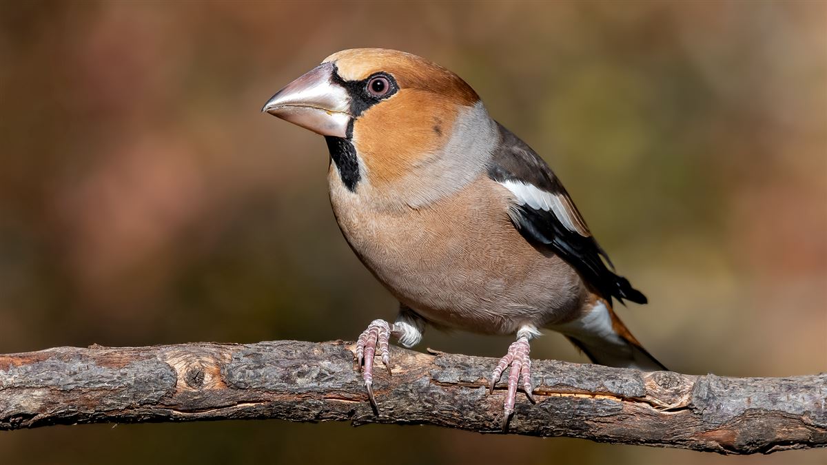 Hawfinch