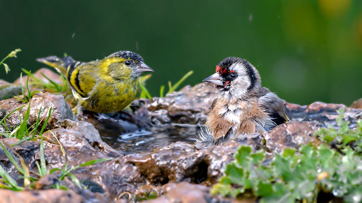 Eurasian Siskin