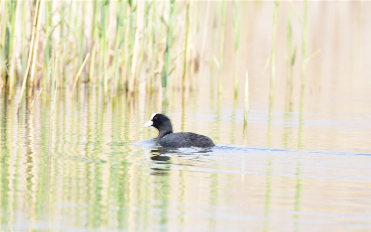 Eurasian Coot