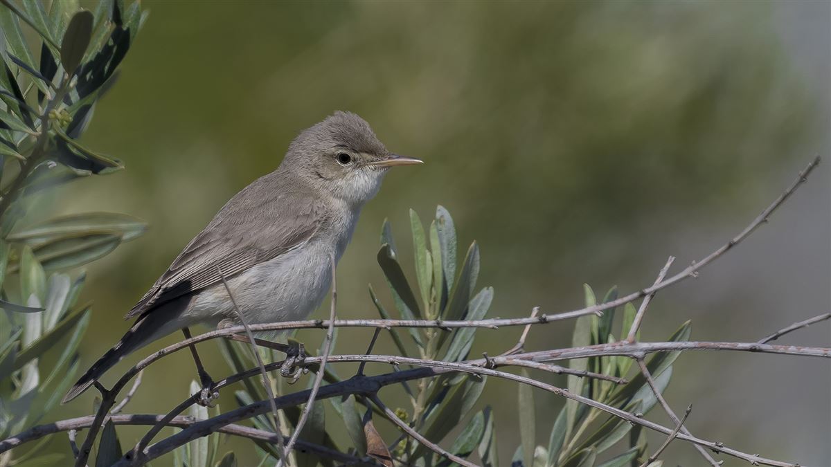 Olive-tree Warbler