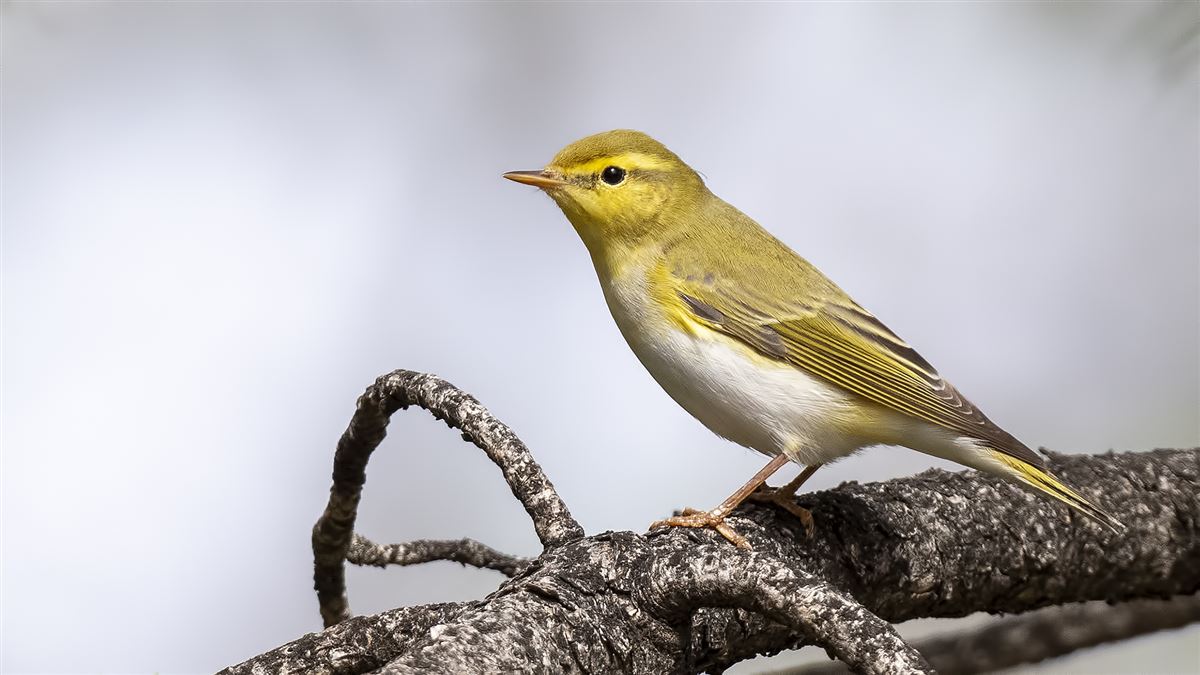 Wood Warbler