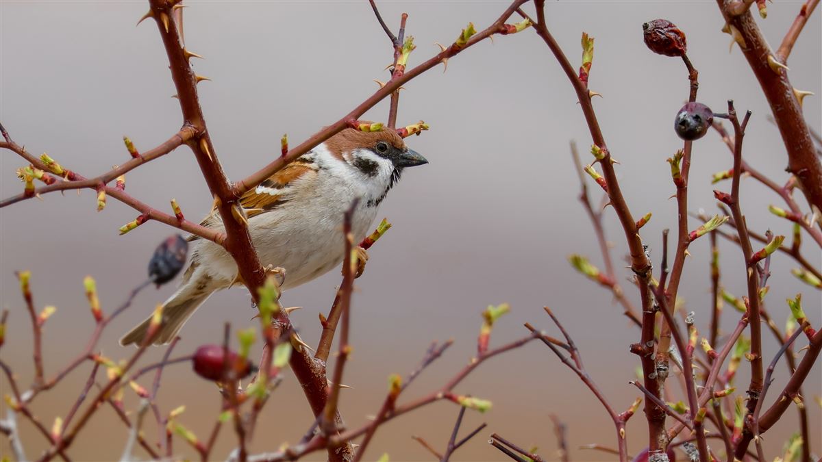 Eurasian Tree Sparrow