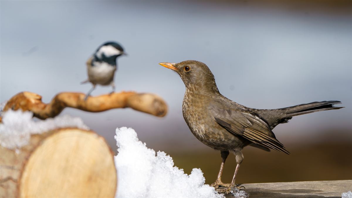 Common Blackbird