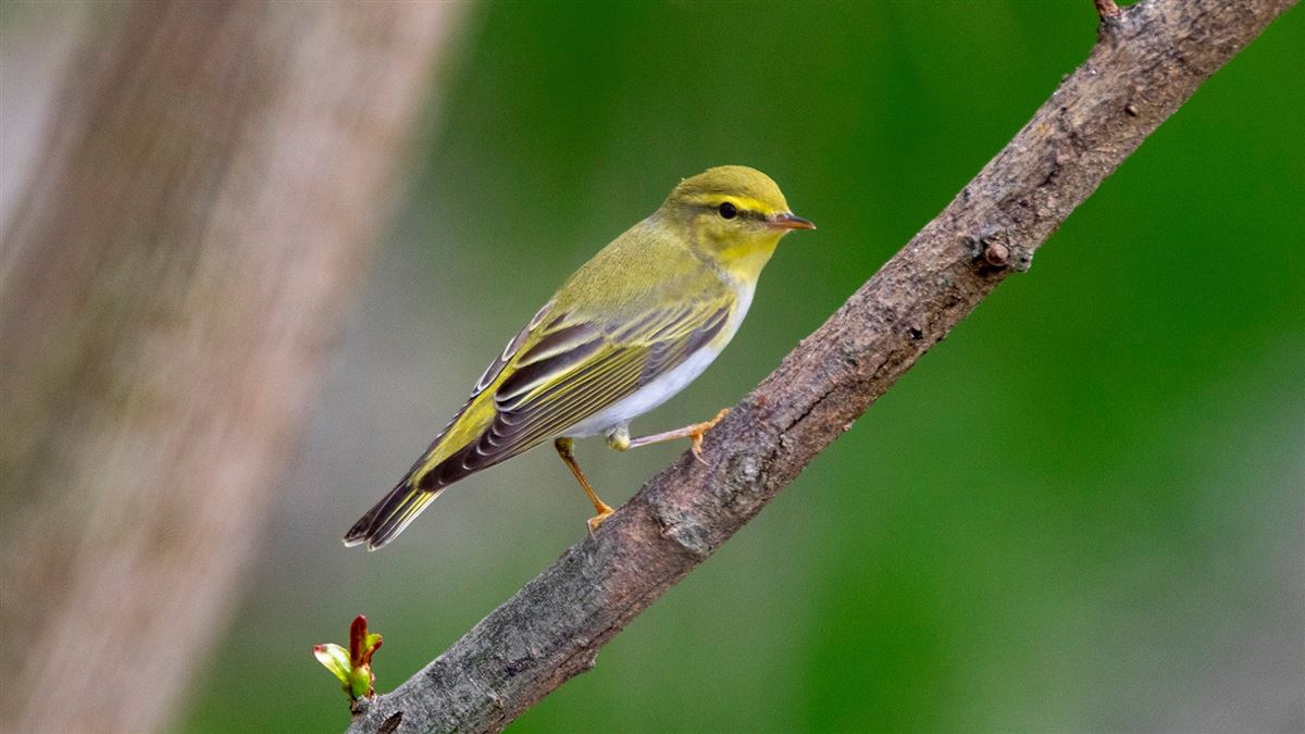 Wood Warbler
