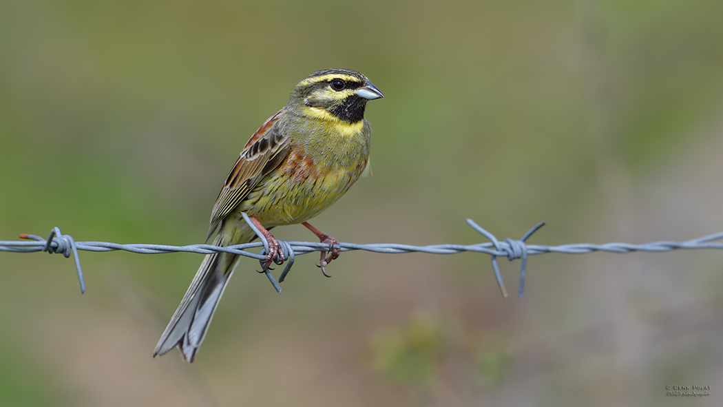 Cirl Bunting