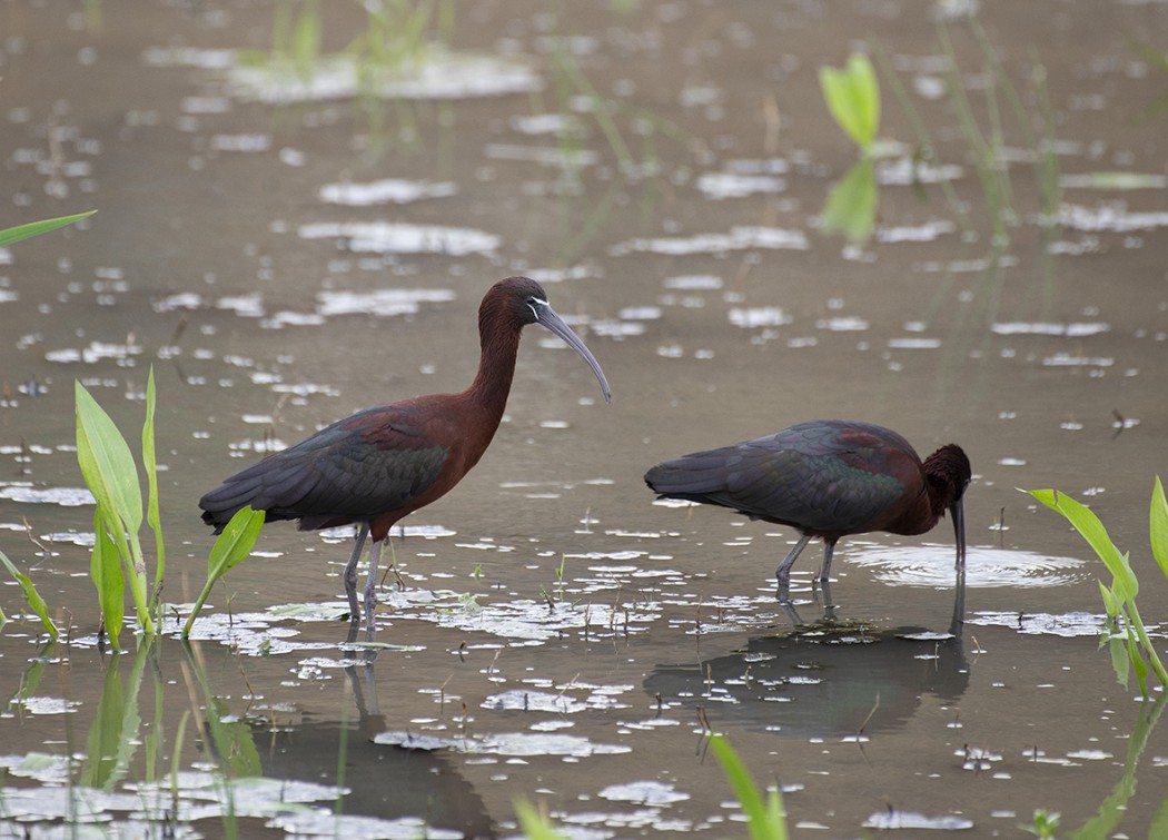 Glossy Ibis