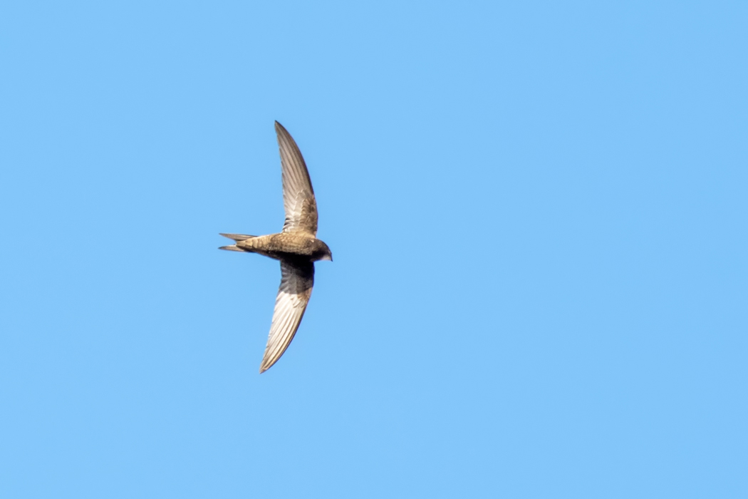 Common Swift