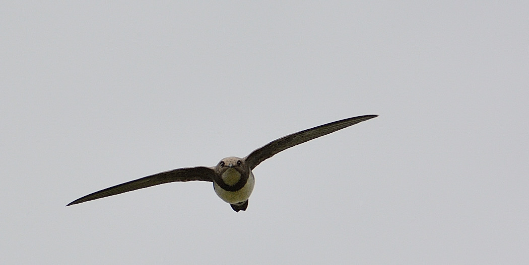 Alpine Swift