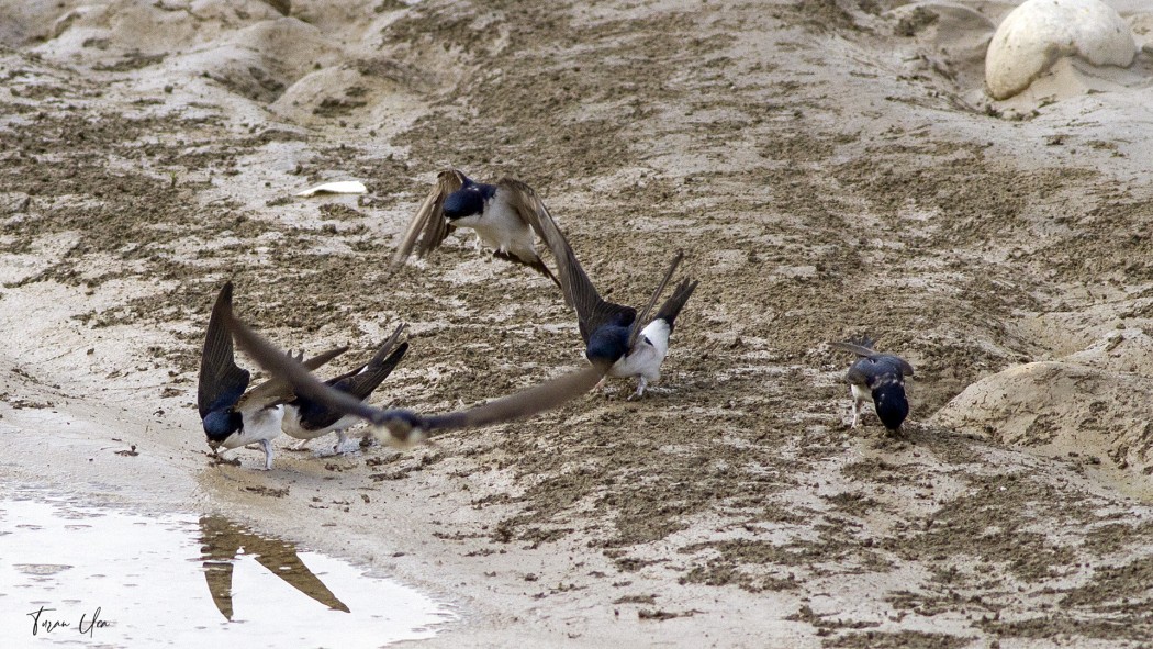 Western House Martin