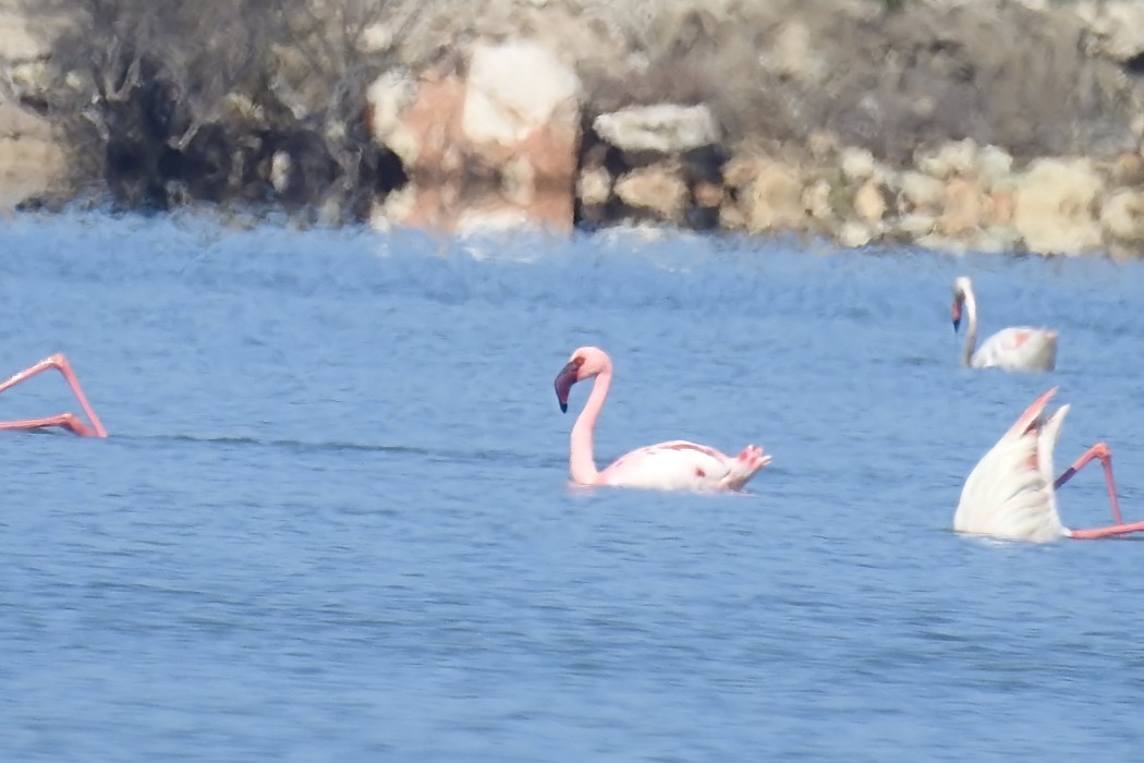 Küçük Flamingo