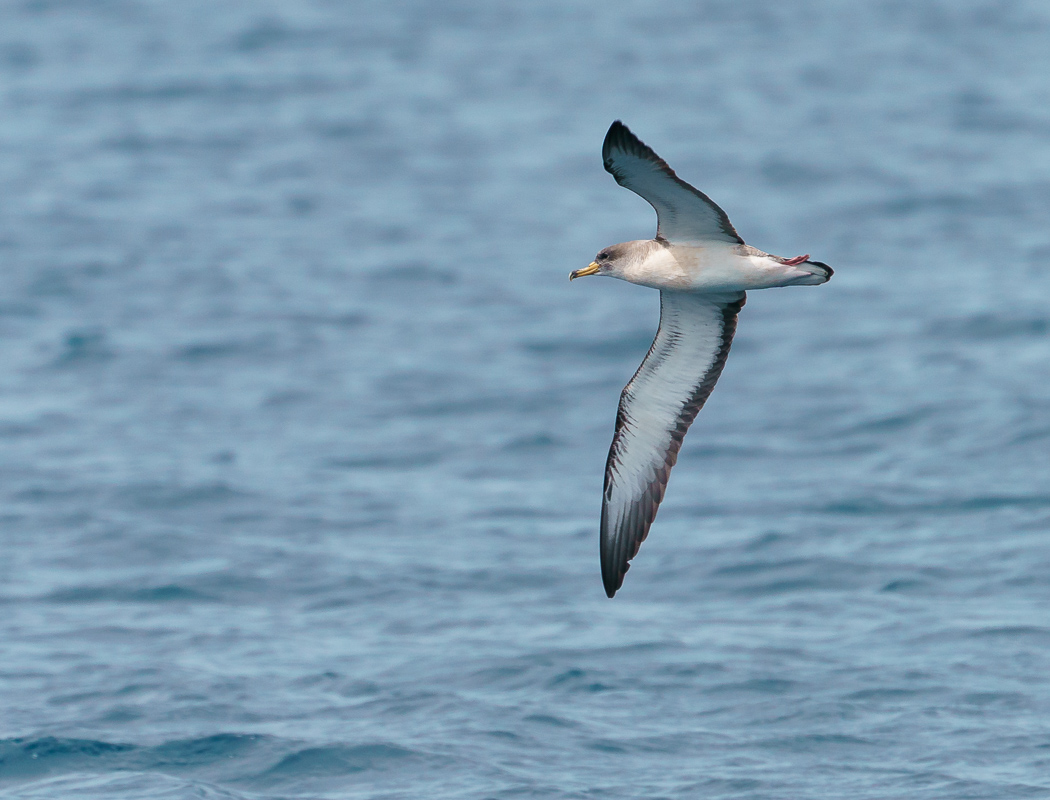 Boz Yelkovan