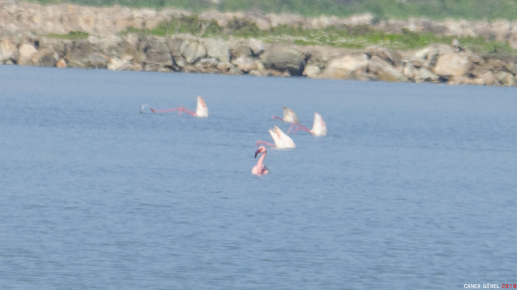 Küçük Flamingo