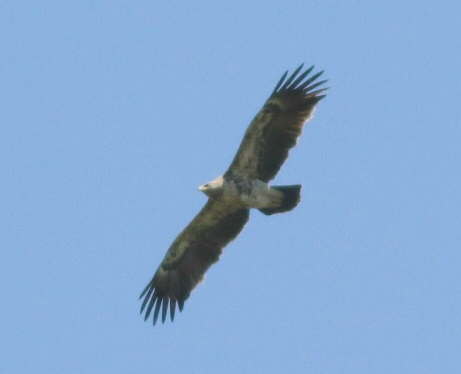 Şah Kartal