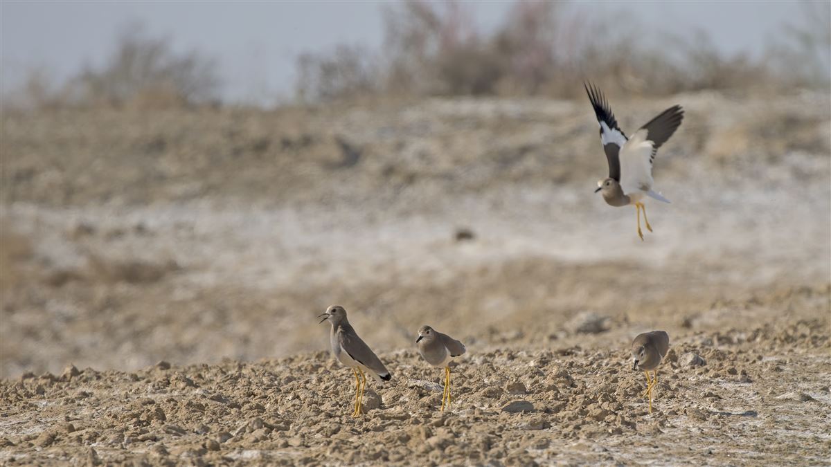 White-tailed Lapwing