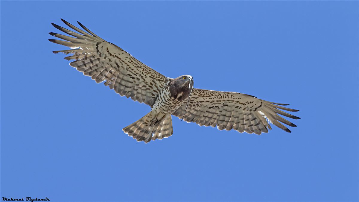 Yılan kartalı
