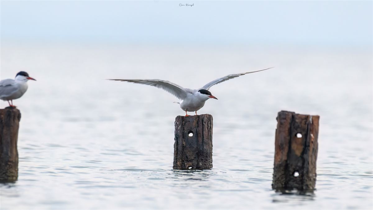 Common Tern