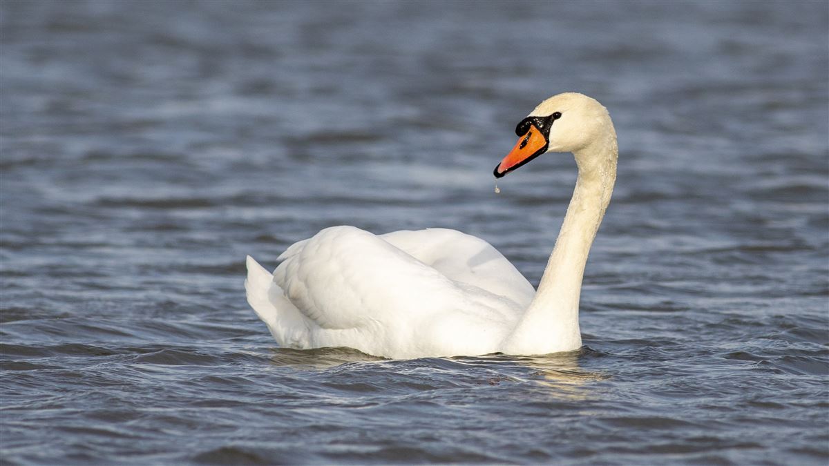 Mute Swan