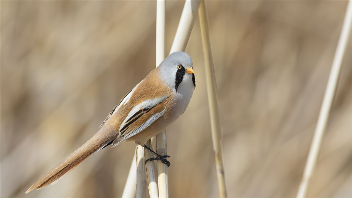 Bearded Reedling