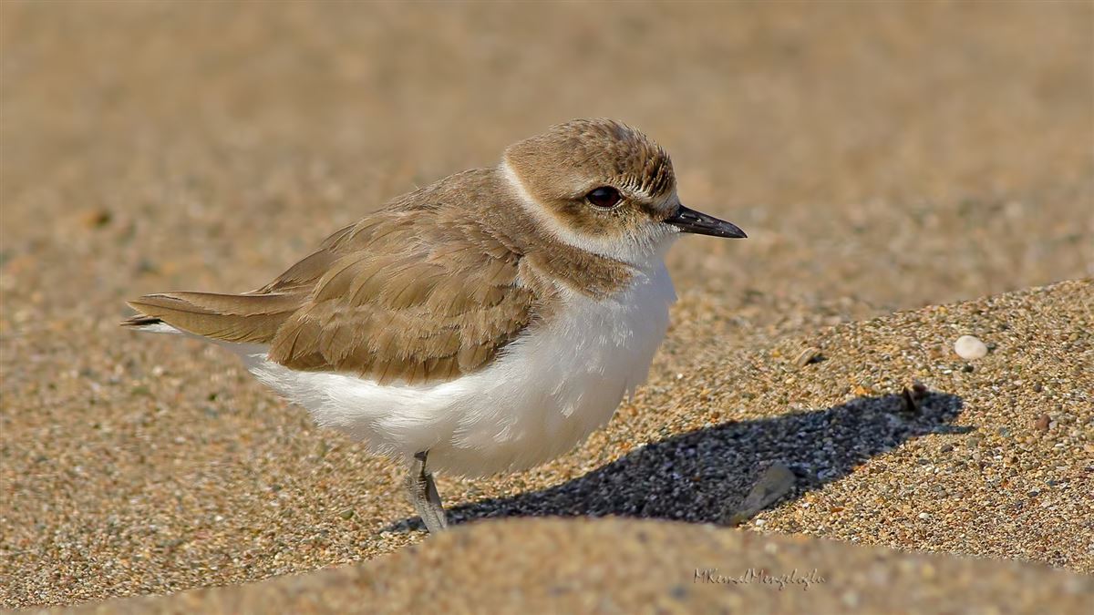 Kentish Plover