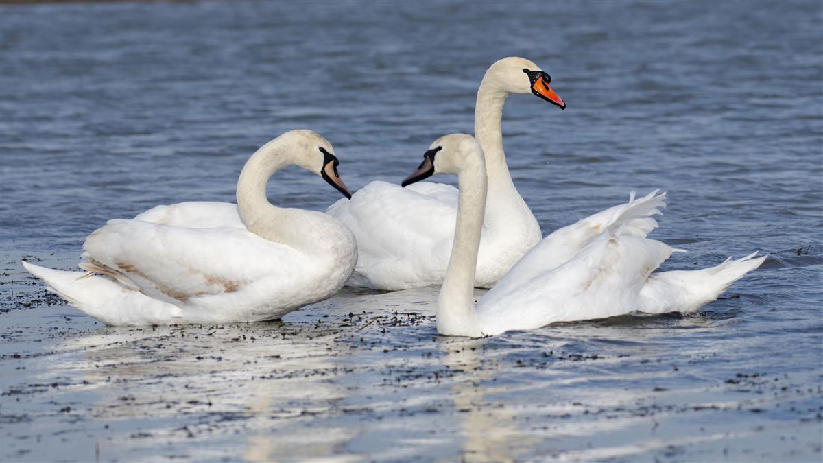 Mute Swan