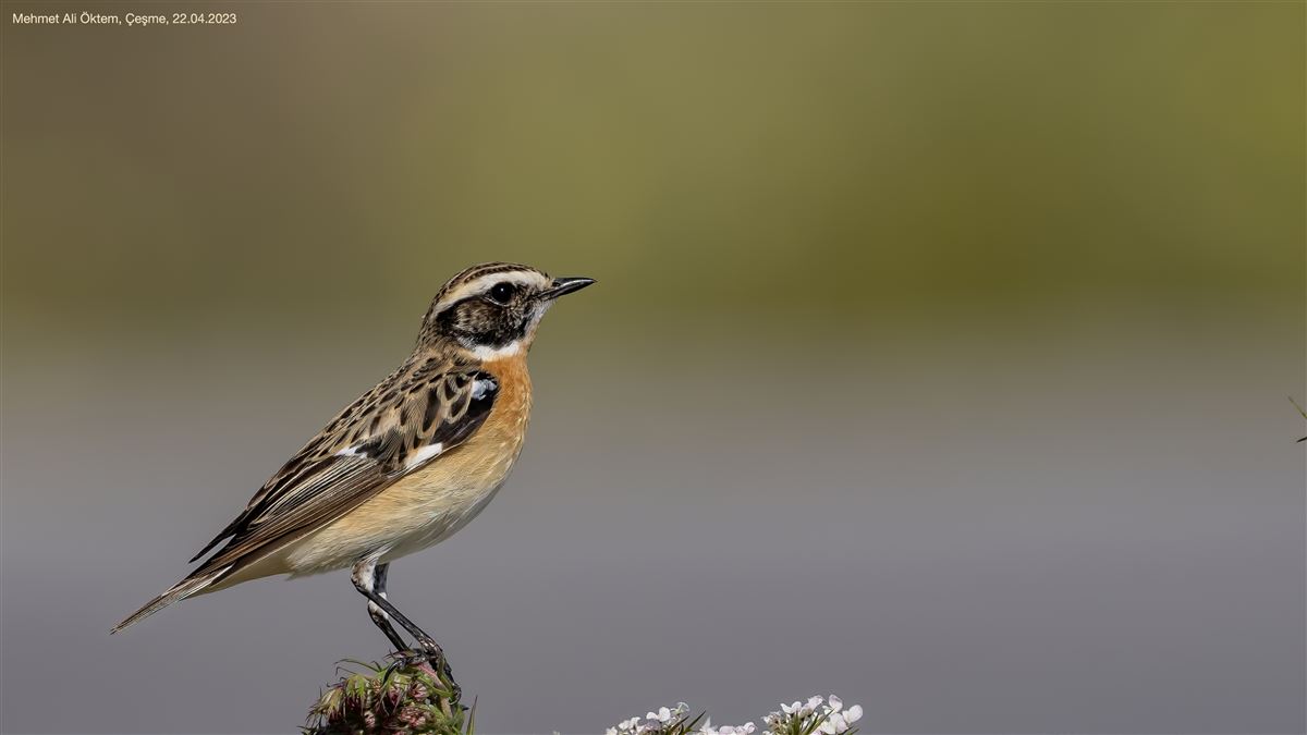 Whinchat