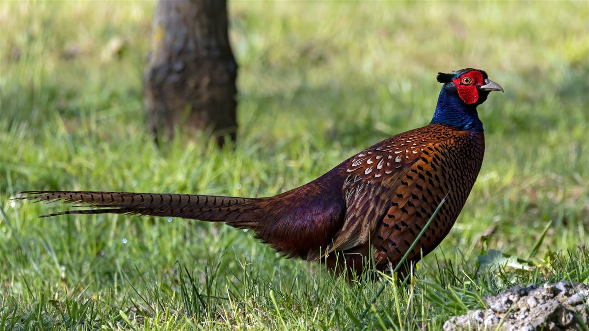 Common Pheasant
