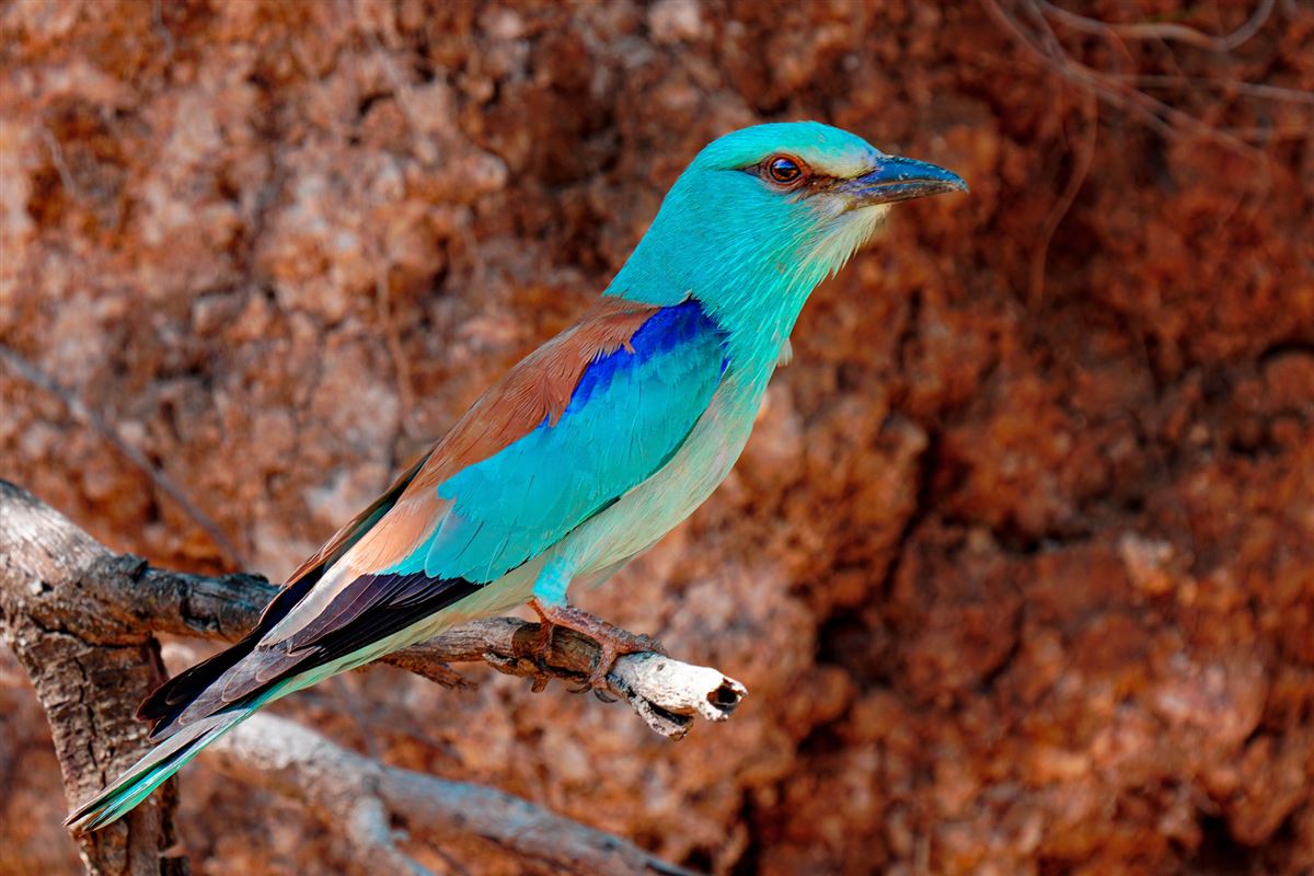 European Roller