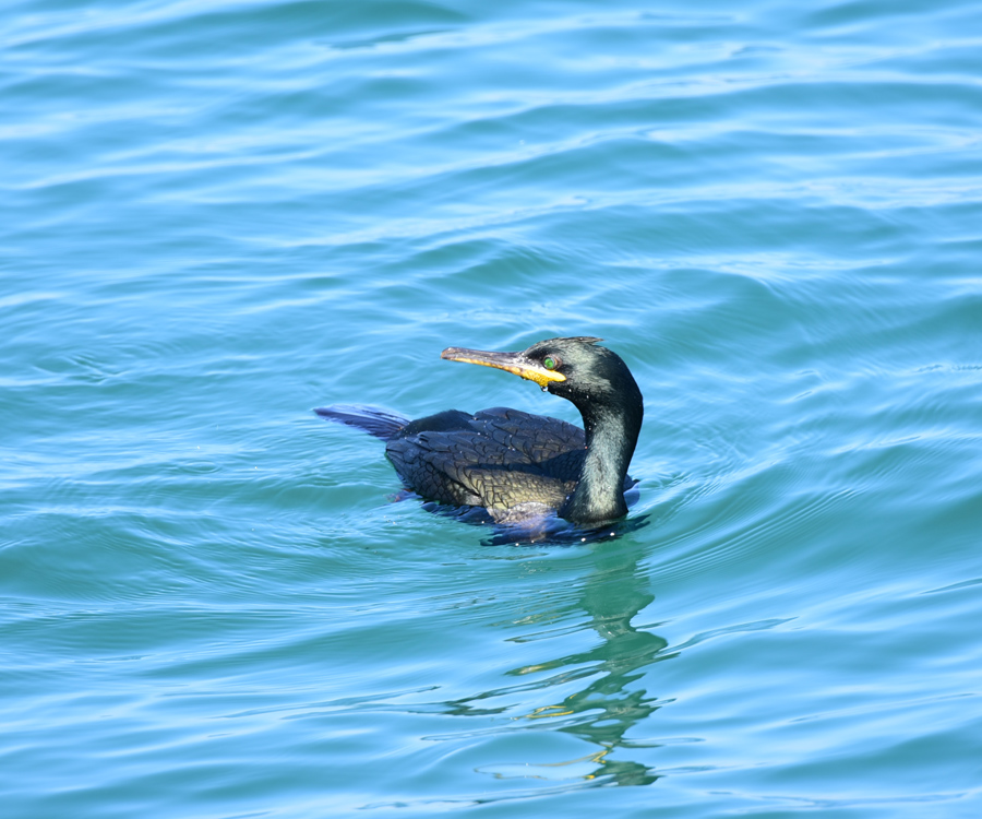 European Shag