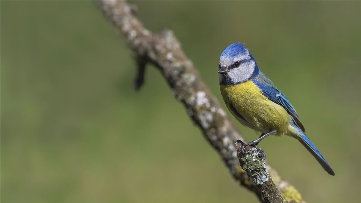 Eurasian Blue Tit