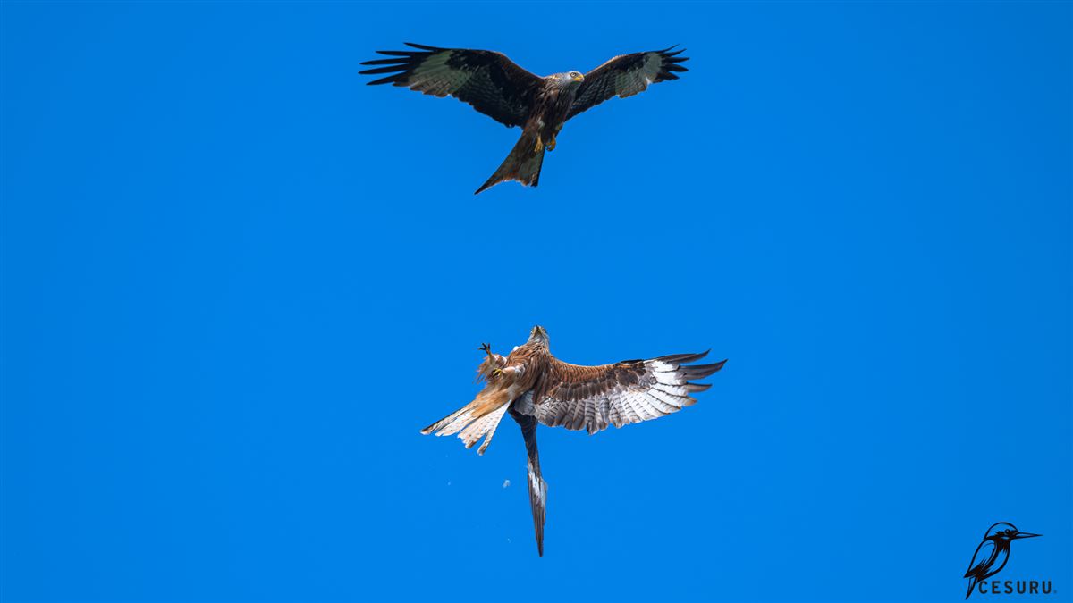 Red Kite
