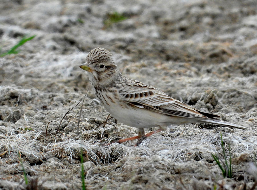 Turkestan Short-toed Lark