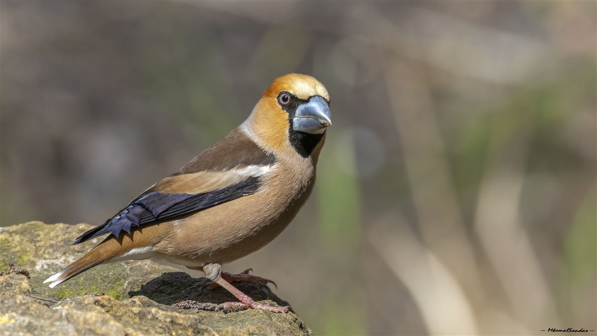 Hawfinch