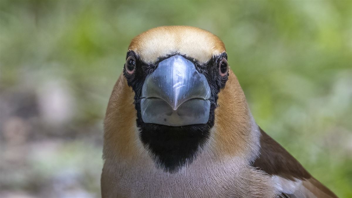 Hawfinch