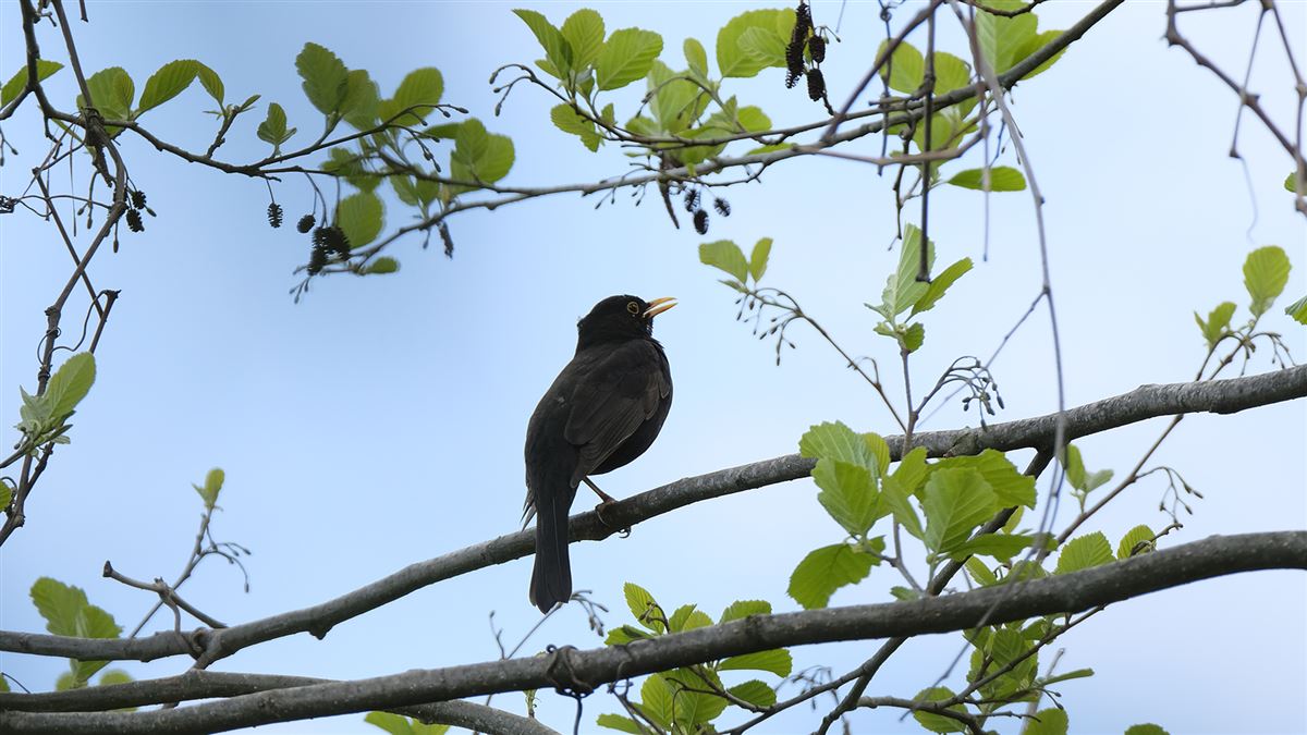 Common Blackbird