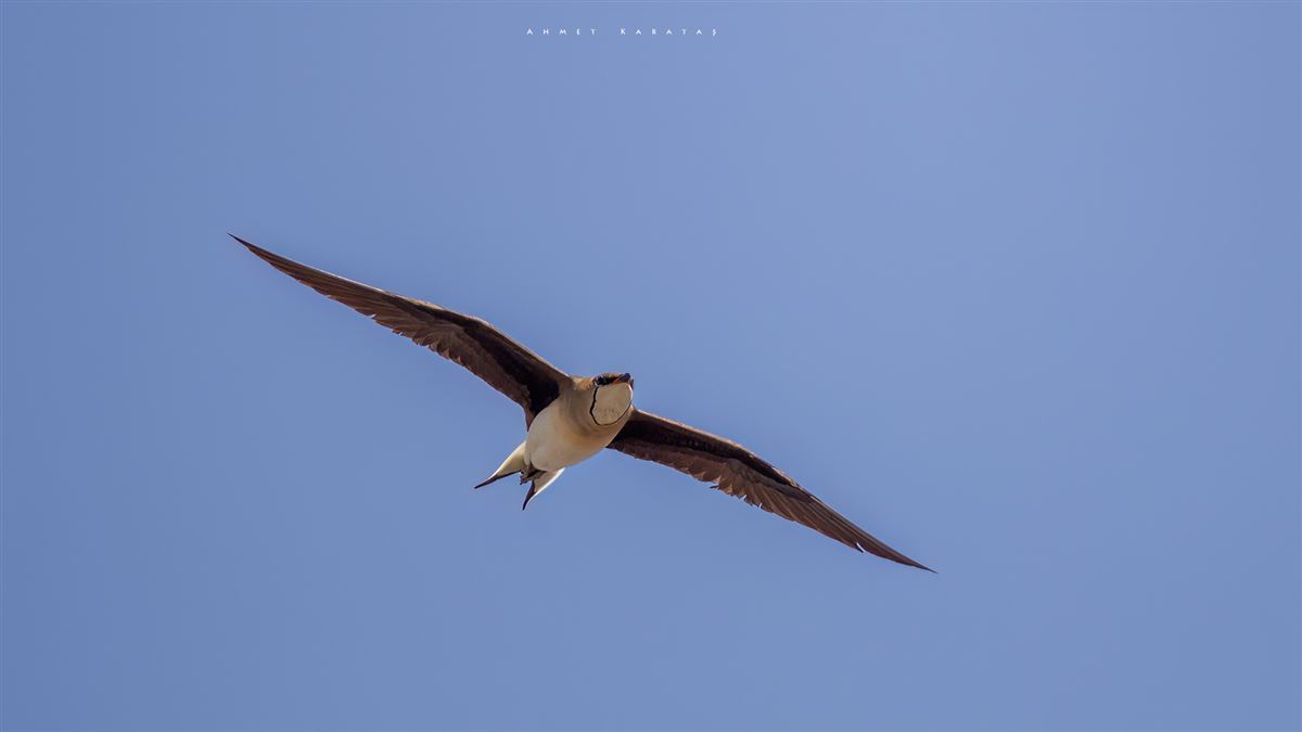 Black-winged Pratincole